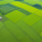 Revolutionizing Rice Farming: How Drone Technology is Boosting Yields for Kalinga Farmers