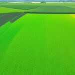 Harnessing Digital Agriculture: A Pathway to Widespread Adoption of Green Fertilization Techniques