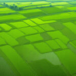 Revolutionizing Rice Farming: Bulog's Modern Agriculture Techniques Boost Padi Productivity in Karawang